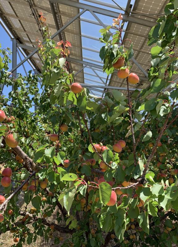 agriterra bellegarde plantations